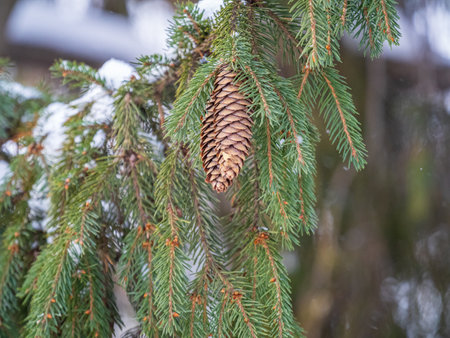 Green spruce branches in winter with cones covered with snow. Branches of fir tree as background, closeup. Christmas backgroundの写真素材