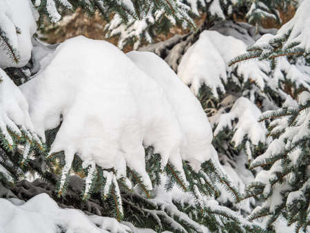 Green fir branches in winter covered with snow. Branches of fir tree as background, closeup. Christmas backgroundの写真素材