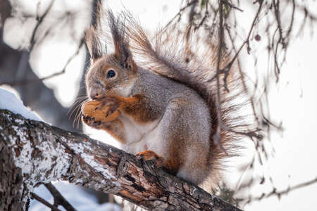 The squirrel with nut sits on tree in the winter or late autumn. Eurasian red squirrel, Sciurus vulgaris.の写真素材