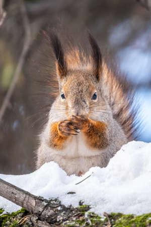 Squirrel in winter sits on a tree trunk with snow. Eurasian red squirrel, Sciurus vulgaris, sitting on branch covered in snow in winter.の写真素材