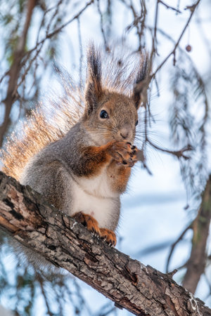 The squirrel with nut sits on tree in the winter or late autumn. Eurasian red squirrel, Sciurus vulgaris.の写真素材