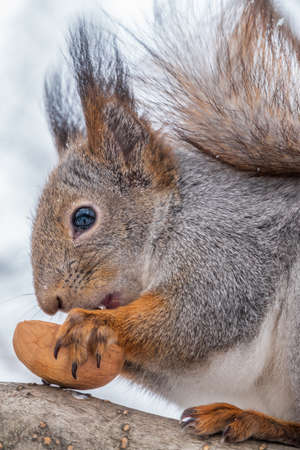 The squirrel with nut sits on tree in the winter or late autumn. Portrait of the squirrel close-up. Eurasian red squirrel, Sciurus vulgaris.の写真素材