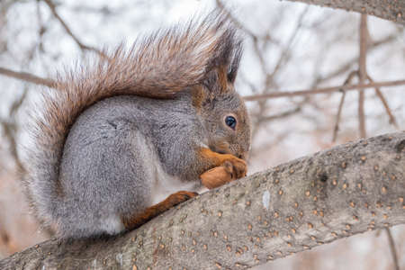 The squirrel with nut sits on tree in the winter or late autumn. Eurasian red squirrel, Sciurus vulgaris.の写真素材