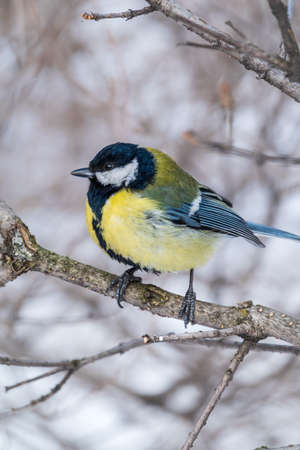 Cute bird Great tit, songbird sitting on a branch without leaves in the autumn or winter. Parus majorの写真素材