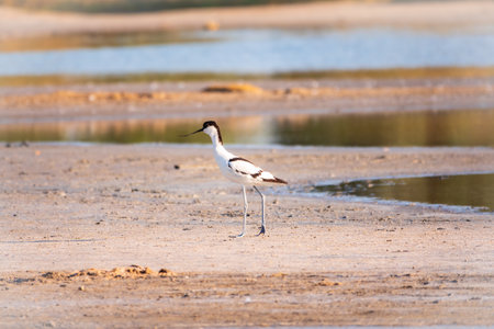 The pied avocet, Recurvirostra avosetta, is a large black and white wader with long, upturned beak and long, bluish legsの写真素材