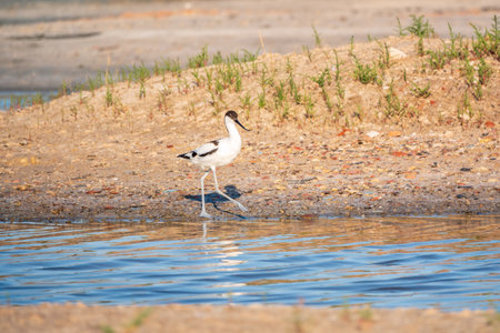 The pied avocet, Recurvirostra avosetta, is a large black and white wader with long, upturned beak and long, bluish legsの写真素材