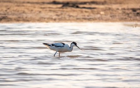 Water bird pied avocet, Recurvirostra avosetta, feeding in the lake. The pied avocet is a large black and white wader with long, upturned beak and long, bluish legsの写真素材