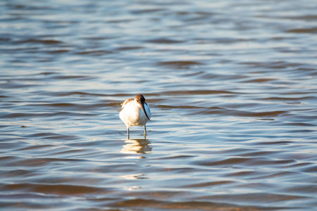 Water bird pied avocet, Recurvirostra avosetta, feeding in the lake. The pied avocet is a large black and white wader with long, upturned beak and long, bluish legsの写真素材