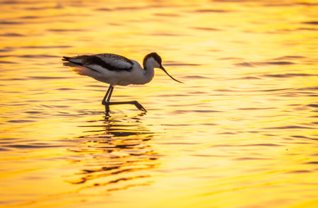Water bird pied avocet, Recurvirostra avosetta, standing in the water in orange sunset light. The pied avocet is a large black and white wader with long, upturned beak and long, bluish legsの写真素材