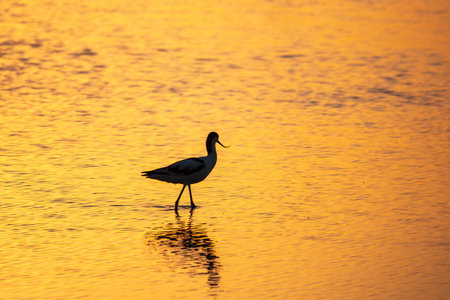 Water bird pied avocet, Recurvirostra avosetta, standing in the water in orange sunset light. The pied avocet is a large black and white wader with long, upturned beak and long, bluish legsの写真素材