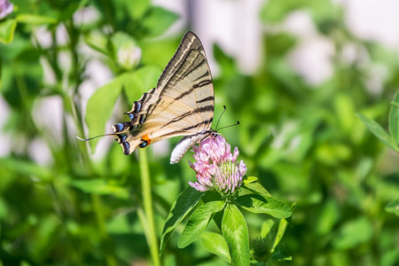 Beautiful Butterfly Scarce Swallowtail, Sail Swallowtail, Pear-tree Swallowtail, Podalirius. Butterfly sailboats family Papilionidae. Latin Iphiclides podaliriu. Butterfly collects nectar on flowerの写真素材