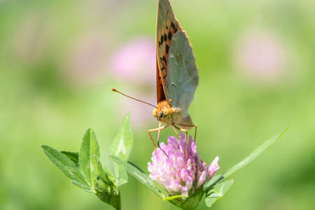 The dark green fritillary butterfly collects nectar on flower. Speyeria aglaja, previously known as Argynnis aglaja is a species of butterfly in the family Nymphalidae.の写真素材