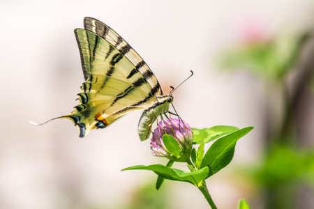 Beautiful Butterfly Scarce Swallowtail, Sail Swallowtail, Pear-tree Swallowtail, Podalirius. Butterfly sailboats family Papilionidae. Latin Iphiclides podaliriu. Butterfly collects nectar on flowerの写真素材