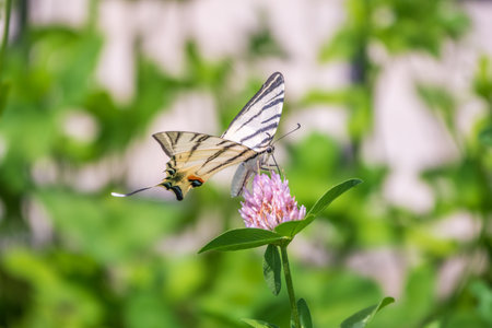 Beautiful Butterfly Scarce Swallowtail, Sail Swallowtail, Pear-tree Swallowtail, Podalirius. Butterfly sailboats family Papilionidae. Latin Iphiclides podaliriu. Butterfly collects nectar on flowerの写真素材