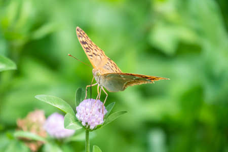 The dark green fritillary butterfly collects nectar on flower. Speyeria aglaja, previously known as Argynnis aglaja is a species of butterfly in the family Nymphalidae.の写真素材