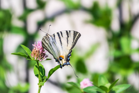 Beautiful Butterfly Scarce Swallowtail, Sail Swallowtail, Pear-tree Swallowtail, Podalirius. Butterfly sailboats family Papilionidae. Latin Iphiclides podaliriu. Butterfly collects nectar on flowerの写真素材