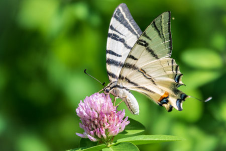 Beautiful Butterfly Scarce Swallowtail, Sail Swallowtail, Pear-tree Swallowtail, Podalirius. Butterfly sailboats family Papilionidae. Latin Iphiclides podaliriu. Butterfly collects nectar on flowerの写真素材