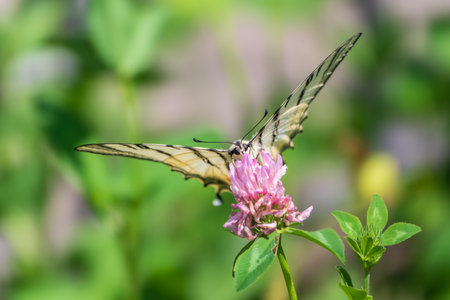 Beautiful Butterfly Scarce Swallowtail, Sail Swallowtail, Pear-tree Swallowtail, Podalirius. Butterfly sailboats family Papilionidae. Latin Iphiclides podaliriu. Butterfly collects nectar on flowerの写真素材