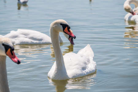 Graceful white Swan swimming in the lake, swans in the wild. Portrait of a white swan swimming on a lake. The mute swan, latin name Cygnus olor.の写真素材