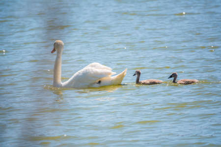 A female mute swan, Cygnus olor, swimming on a lake with its new born baby cygnets. White swan and its chicks. Mute swan protects its small offspring. Gray, fluffy new born baby cygnets.の写真素材