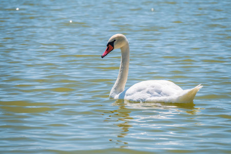 Graceful white Swan swimming in the lake, swans in the wild. Portrait of a white swan swimming on a lake. The mute swan, latin name Cygnus olor.の写真素材