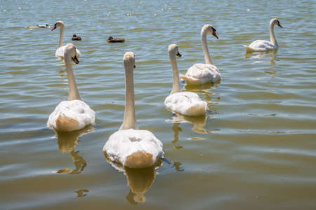 A large flock of graceful white swans swims in the lake., Swans in the wild. The mute swan, latin name Cygnus olor.の写真素材