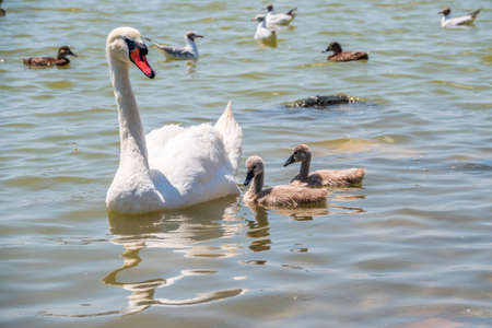 A female mute swan, Cygnus olor, swimming on a lake with its new born baby cygnets. White swan and its chicks. Mute swan protects its small offspring. Gray, fluffy new born baby cygnets.の写真素材
