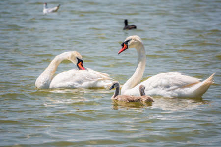A pair of mute swans, Cygnus olor, swimming on a lake with its new born baby cygnets. White swans and its chicks. Mute swan protects its small offspring. Gray, fluffy new born baby cygnets.の写真素材