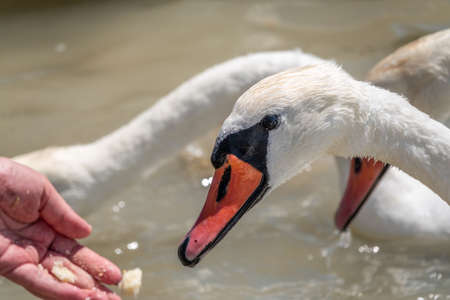 Girl feeding a mute swan in a lake from hand. Mute swan near the lake shore. Birds are not afraid of peopleの写真素材