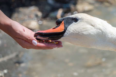 Girl feeding a mute swan in a lake from hand. Mute swan near the lake shore. Birds are not afraid of peopleの写真素材