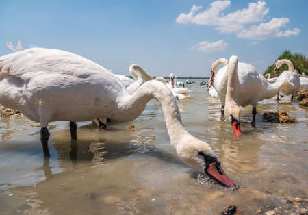 A large flock of graceful white swans swims in the lake., Swans in the wild. The mute swan, latin name Cygnus olor.の写真素材