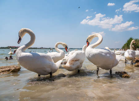A large flock of graceful white swans swims in the lake., Swans in the wild. The mute swan, latin name Cygnus olor.の写真素材