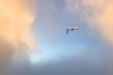 Little Egret in Flight. Small White Heron, lat. Egretta garzettaの写真素材
