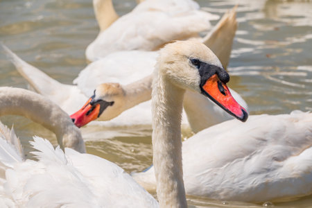Portrait of a graceful white swan with long neck on blue water background. The mute swan, Cygnus olorの写真素材