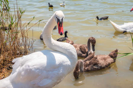 A pair of mute swans, Cygnus olor, swimming on a lake with its new born baby cygnets. White swans and its chicks. Mute swan protects its small offspring. Gray, fluffy new born baby cygnets.の写真素材