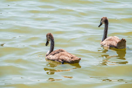 Beautiful baby cygnet mute swan fluffy gray and white chicks. Springtime new born wild swans birds in pond. Young swans swmming in a lake. The beautiful fluffy, soft and gray cygnets look adorable.の写真素材