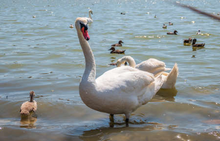 A pair of mute swans, Cygnus olor, swimming on a lake with its new born baby cygnets. White swans and its chicks. Mute swan protects its small offspring. Gray, fluffy new born baby cygnets.の写真素材