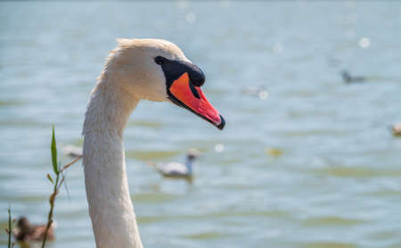 Portrait of a graceful white swan with long neck on blue water background. The mute swan, Cygnus olorの写真素材