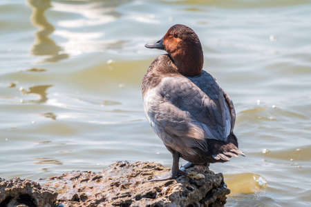 Beautiful duck with orange head, Common pochard male, Aythya ferina, standing on a lake shore. The common pochard is a medium-sized diving duck.の写真素材