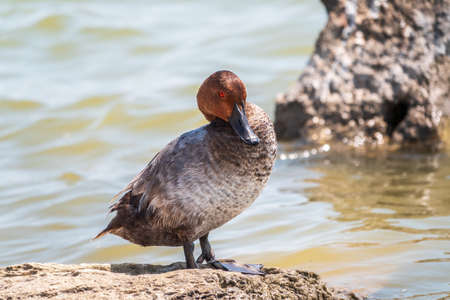 Beautiful duck with orange head, Common pochard male, Aythya ferina, standing on a lake shore. The common pochard is a medium-sized diving duck.の写真素材