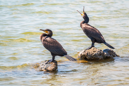 Two Great cormorants, Phalacrocorax carbo, standing on a stone on the sea shore. The great cormorant, Phalacrocorax carbo, known as the great black cormorant, or the black shag.の写真素材
