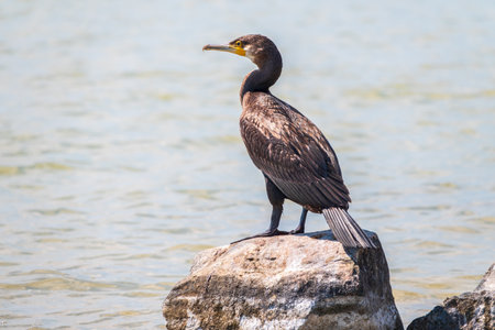 Great cormorant, Phalacrocorax carbo, standing on a stone on the sea shore. The great cormorant, Phalacrocorax carbo, known as the great black cormorant, or the black shag.の写真素材