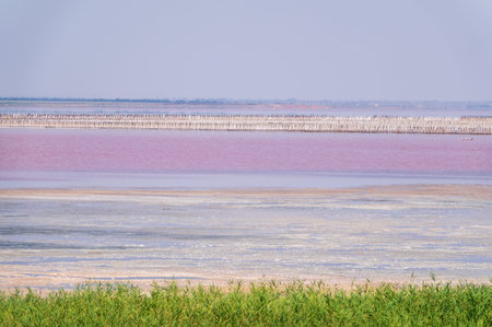 A beautiful salt lake with pink water. Beautiful view of pink lake on summer dayの写真素材