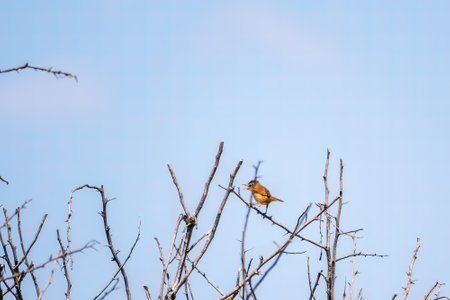 Great reed warbler, lat. Acrocephalus arundinaceus, in the nature habitat.の写真素材