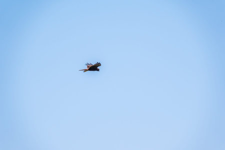 The bird of prey Black Kite flying in blue Sky. The black kite, Milvus migrans, is a medium-sized...