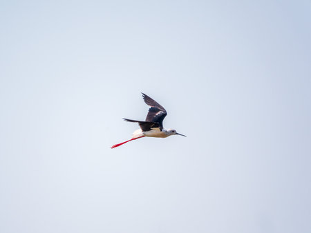 Water bird black-winged stilt flying in the blue sky. The black-winged stilt, lat. Himantopus himantopus, is a widely distributed very long-legged wader in the avocet and stilt familyの写真素材