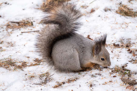 Squirrel in the winter eating nuts from a man's hand. Caring for animals in winter or autumn. Eurasian red squirrel, Sciurus vulgarisの写真素材