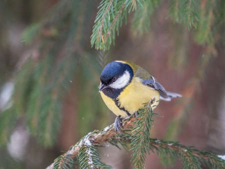 Cute bird Great tit, songbird sitting on the fir branch with snow in winter. Parus majorの写真素材
