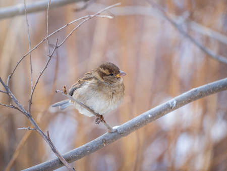 Sparrow sits on a branch without leaves. Sparrow on a branch in the autumn or winterの写真素材