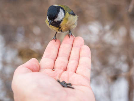 A tit sits on a man's hand and eats seeds. Taking care of birds in winter.の写真素材